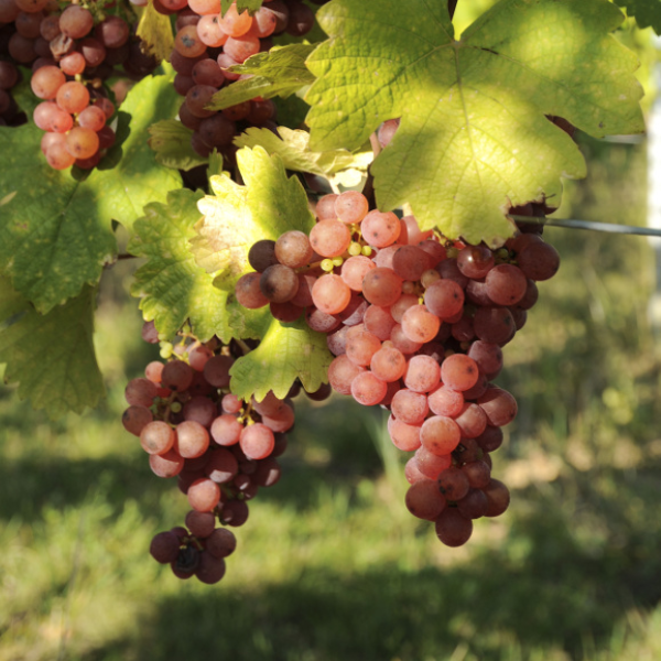 Gewurztraminer appellation wine