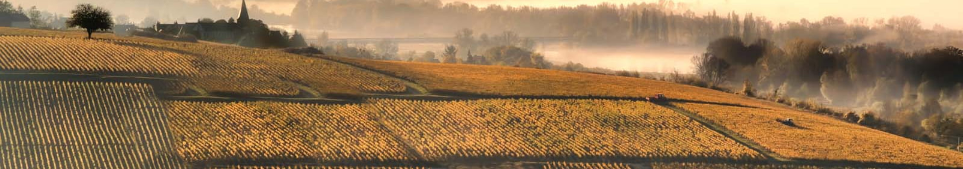 Wines of appellation La Romanée