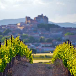 Wines of Languedoc-Roussillon