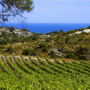 Languedoc-Roussillon wines 